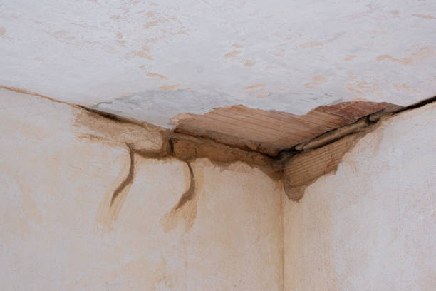 Best Basement water damage restoration  in Belle Chasse, LA