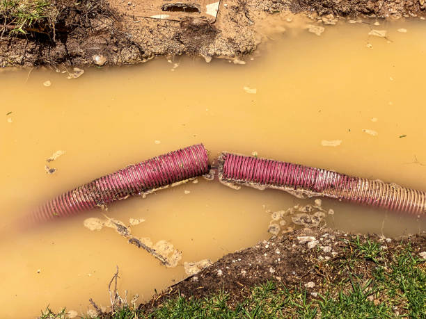 Best Flood restoration services  in Belle Chasse, LA